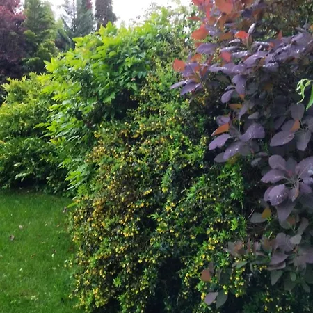 Flower Deluxe * Kostolne Kracany