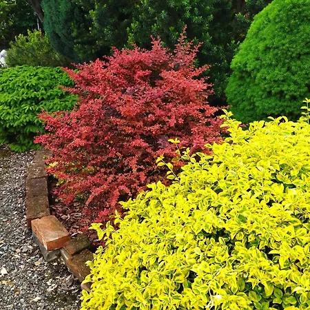 Villa Flower Deluxe Kostolne Kracany