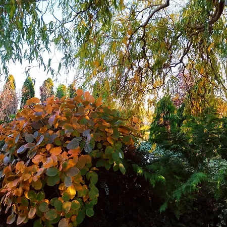 Villa Flower Deluxe *