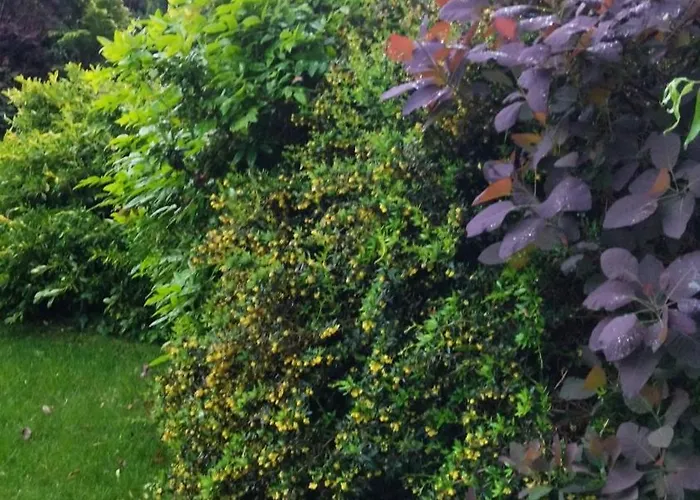 Flower Deluxe * Kostolne Kracany