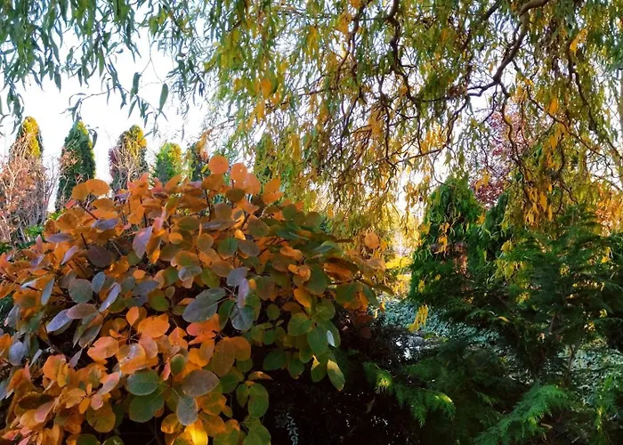 Willa Flower Deluxe *